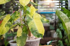 Burle Marx Philodendron Live Plant | Rooted Multi-Grow | Tropical Houseplant with Green Leaves | Easy to Care