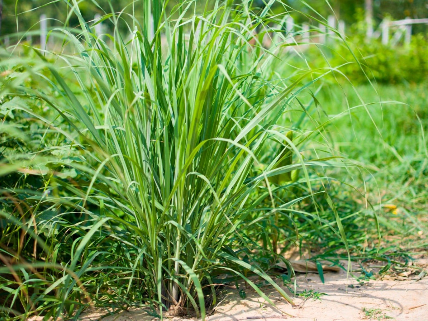 Bare Root Lemongrass Plants - Cymbopogon citratus, Perennial Herb, Culinary & Aromatic Use, Easy to Grow, Ready to Plant