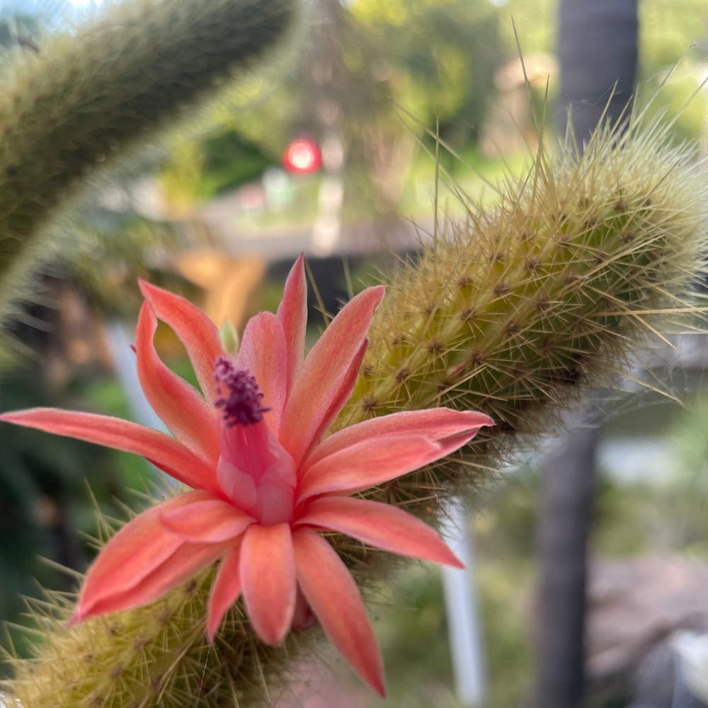 Cleistocactus samaipatanus Cutting - Flowering Hummingbird Cactus - 5-Inch Tip for Propagation & Outdoor Gardens