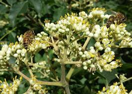 20 Bee Tree Seeds Euodia danielli Tetradium Pollinator-Friendly Tree for Bees and Honey Production