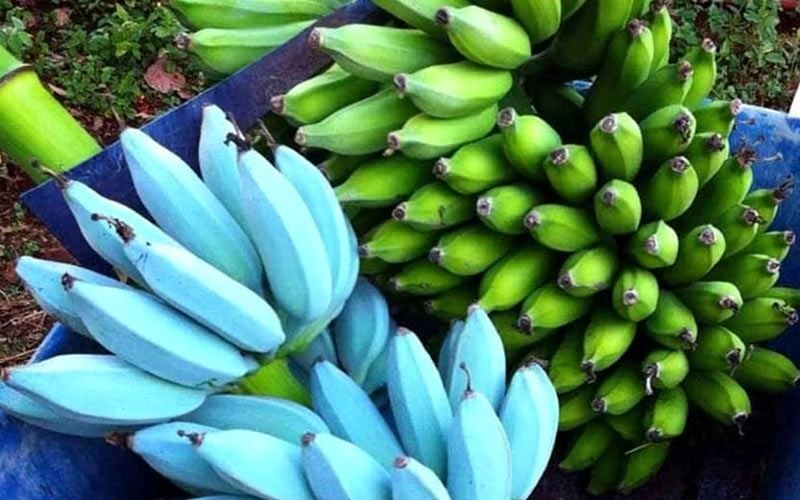 Musa Ice Cream (Blue Java) Banana Tree Starter Plant – Live Edible Tropical Fruit Tree for Garden & Indoor Growing