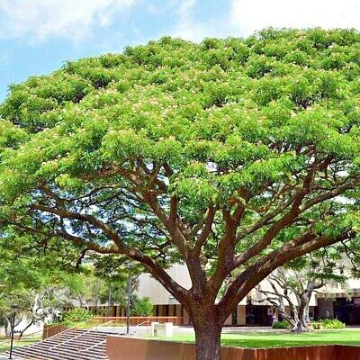 Rain Tree Seeds, Albizia saman, Monkey Pod, Tropical Shade Tree, Bonsai, Zones 10-12