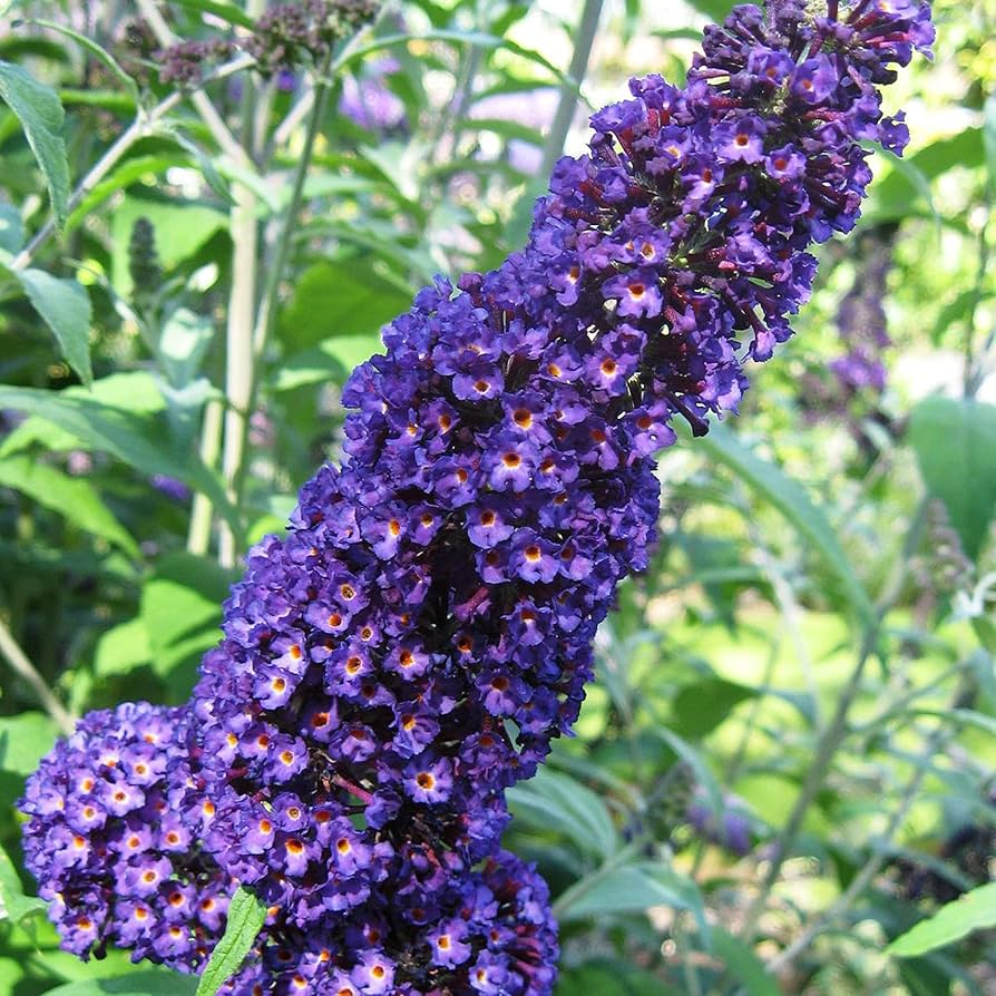 Purple Butterfly Bush Cuttings | 6-Inch Unrooted, Fast-Growing, Fragrant, Pollinator-Friendly Shrub | Buddleja Davidii