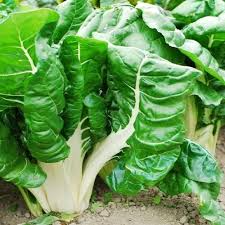 Swiss Chard Seeds Fordhook 1g Beta vulgaris Heirloom Vegetable for Gardening, Nutritious Greens, Planting