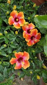 Exotic Hibiscus Rosa-Sinensis Bare Root Starter Plant | Hawaiian Sunset Fiesta | Tropical Flowering Shrub