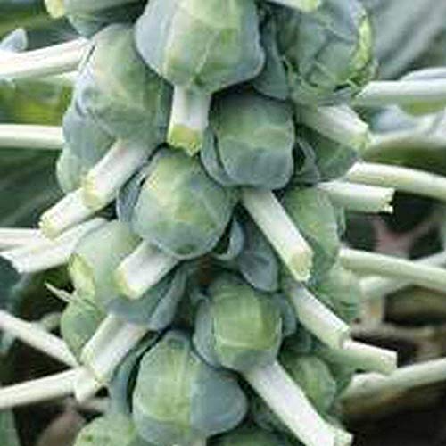 500+ Hestia Brussels Sprouts Seeds, High-Yield, Cold-Hardy, Sweet Flavor, Disease-Resistant, Hybrid, Dark Green, Compact Growth
