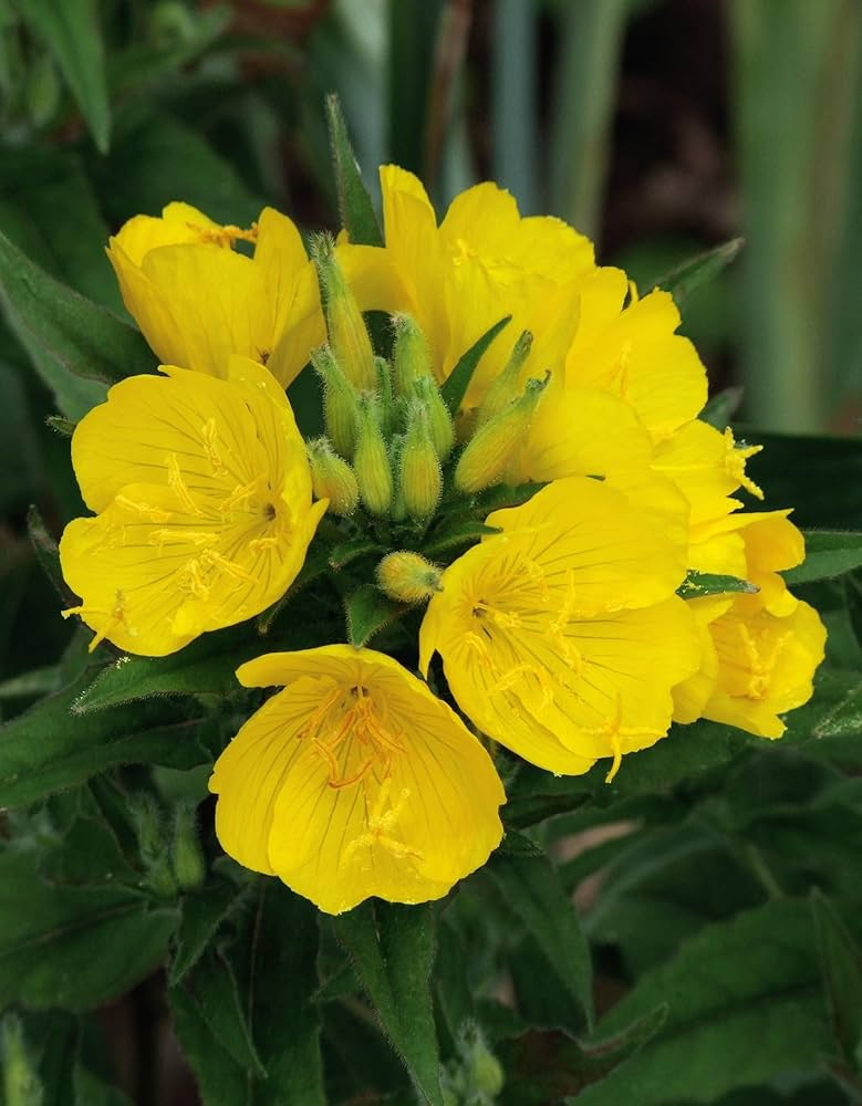 100mg Evening Primrose Seeds Oenothera biennis - Night Blooming Wildflower, Pollinator-Friendly, Drought Tolerant