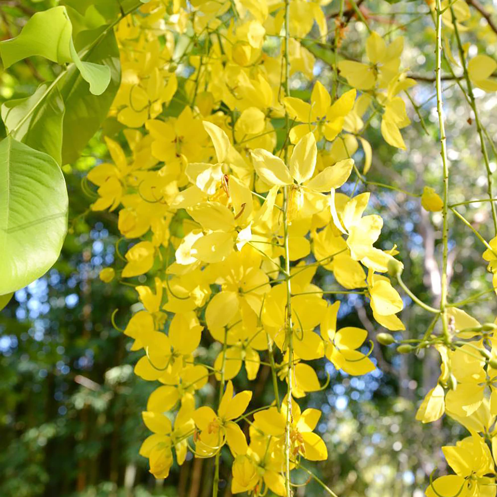 Golden Shower Tree Seeds - Cassia fistula, Yellow Flowers, Fast Growing, Ornamental Tree, Tropical Landscaping Seeds