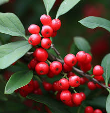 Mountain Holly Seeds – Ilex montana – Native Deciduous Shrub with Red Berries, Wildlife Friendly, Shade Tolerant, 500mg