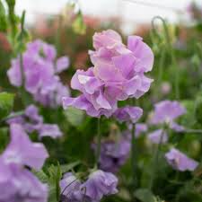 Sweet Pea Seeds – Climbing Vine with Soft Lavender Blooms – Lathyrus odoratus for Gardens, Bouquets & Borders