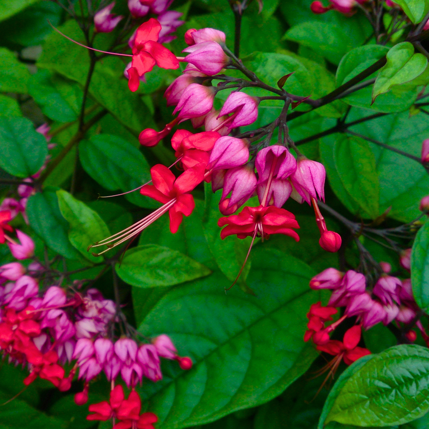 Clerodendrum thomsoniae Live Plant - Red Purple Bleeding Heart Vine - Tropical Climber with Vibrant Flowers