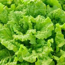 Black Seeded Simpson Leaf Lettuce Seeds | Heirloom Non-GMO Fast-Growing Crisp Salad Green Lactuca sativa