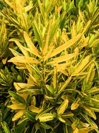 Codiaeum Variegatum ‘Sunny Star’ Bare Root Live Plant – Tropical Foliage, Vibrant Green and Yellow, Indoor & Outdoor Decor