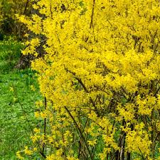 Forsythia x intermedia Lynwood Gold Shrub - Live Bare Root Plant, 8-10 Inches, Bright Yellow Flowers, Hardy for Zones 4-9