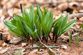 Wild Leek Seeds, Allium tricoccum, Edible Heirloom Non-GMO, Hardy Perennial, Culinary Wild Plant for Garden & Woodland