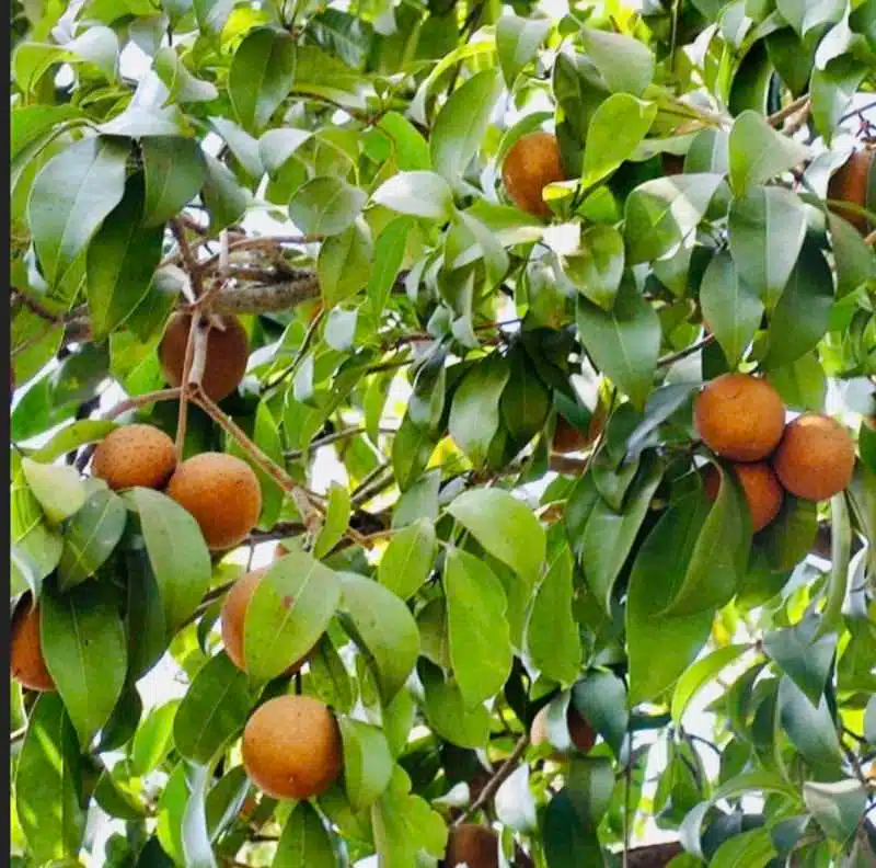 Grafted Sapodilla Tree Starter Plant – Early Fruiting Manilkara zapota Tropical Fruit Tree