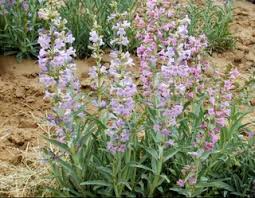 Penstemon Angustifolius Seeds – Native Perennial Wildflower for Pollinator Gardens, Drought-Resistant, Easy to Grow