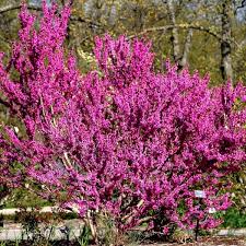 Chinese Redbud Tree Seeds – Cercis chinensis – 10 Seeds for Planting, Ornamental Flowering Tree with Pink Blooms, Landscape & Border Plant