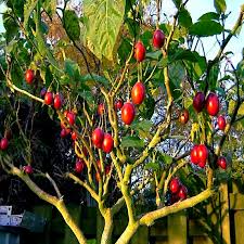 Tamarillo Tree Seeds | Fast-Growing Fruit Plant | Cyphomandra betacea | High Yield, Exotic, Tropical Fruit Seeds