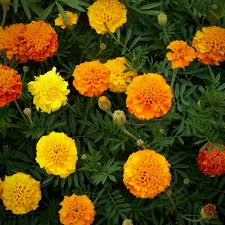 French Marigold Seeds Petite Mixture 500mg, Tagetes patula, Vibrant Compact Blooms for Gardens & Pollinator Habitats