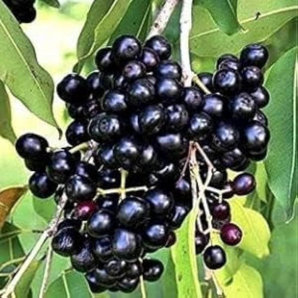 3 Jamun Jambul Fruit Tree Cuttings - Syzygium Cumini, Indian Wax Apple, Java Plum for Grafting, Unrooted 7-Inch Plant Cuttings
