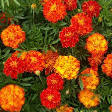 French Marigold Seeds 500mg Sparky Mixture Tagetes patula for Borders, Gardens & Containers, Vibrant Annual Blooms