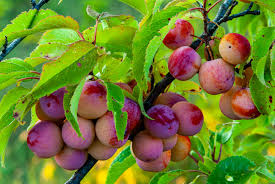 Wild American Plum Cuttings, Unrooted Edible Tree, Wildlife Attractant, Prunus americana, Spring Blooms