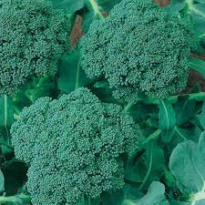 Broccoli Seeds Waltham 29 Heirloom Cold-Hardy Brassica oleracea - Nutrient-Rich, Tender Florets, Extended Harvest