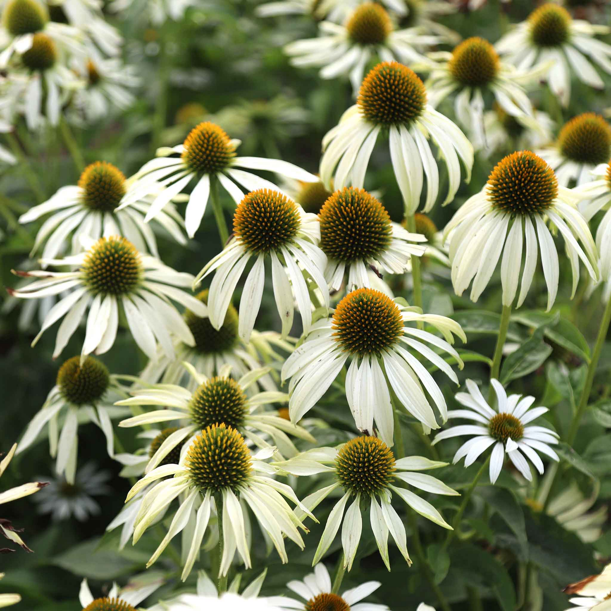 White Swan Coneflower Seeds 25-500 Echinacea purpurea 'White Swan' for Gardens, Pollinator-Friendly, Drought-Tolerant