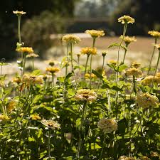 Zinnia Seeds 200 Non-GMO Isabellina Yellow Large Blooms Attracts Butterflies Hummingbirds Annual Garden Flowers