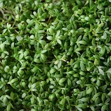 800 Seeds Curled Cress Pepper Cress Garden Cress Heirloom Lepidium sativum Microgreens for Salad & Garnish
