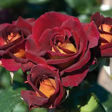 Dark Night Rose Cuttings | 4 Red & Pink Blooming Perennial Bushes | Hybrid Rose, Fast-Growing, Drought & Deer Resistant