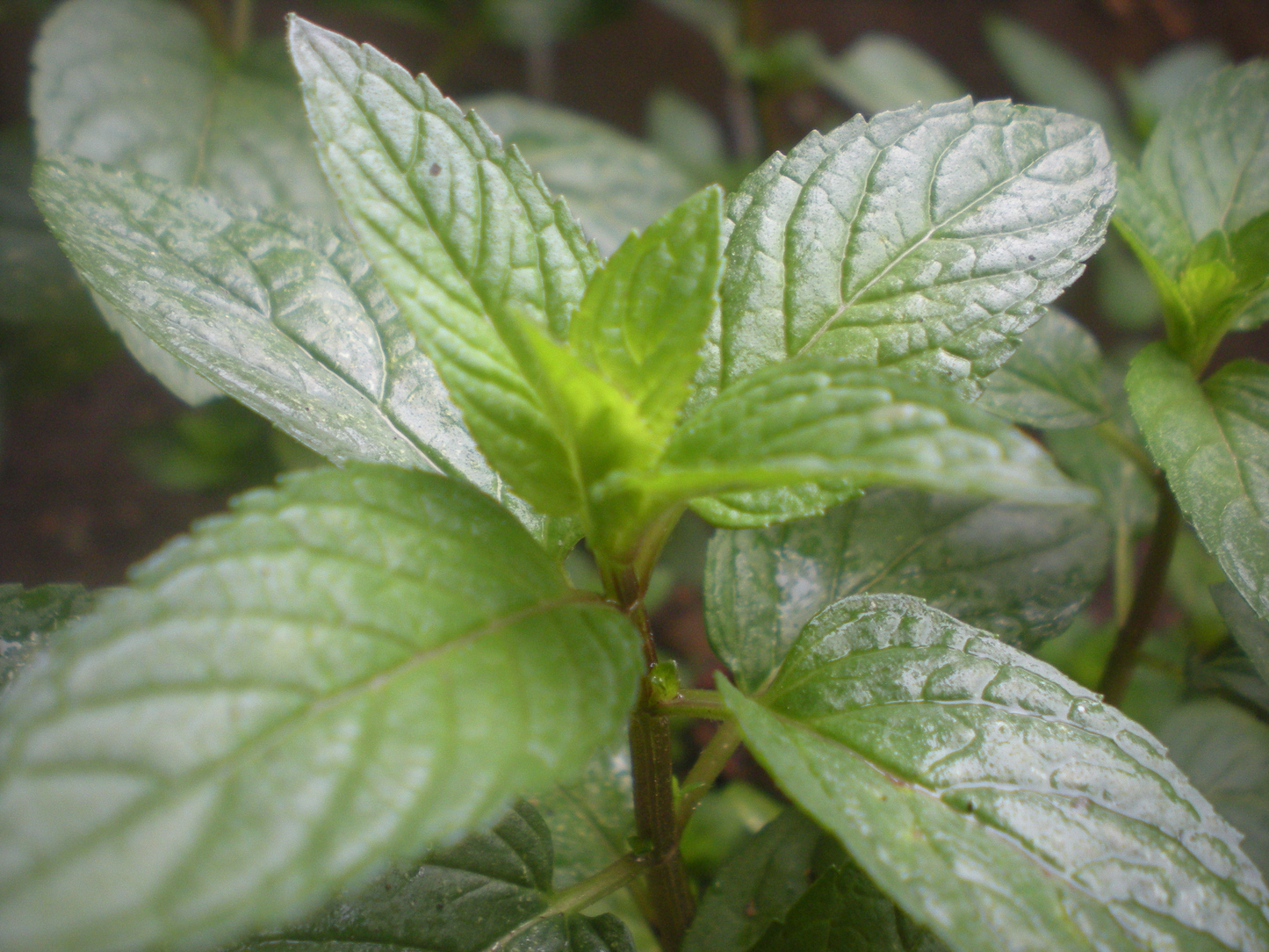 Peppermint Herb Seeds – Mentha × piperita – Culinary, Tea, Fresh Mint for Planting, Herb Garden, Container Gardening