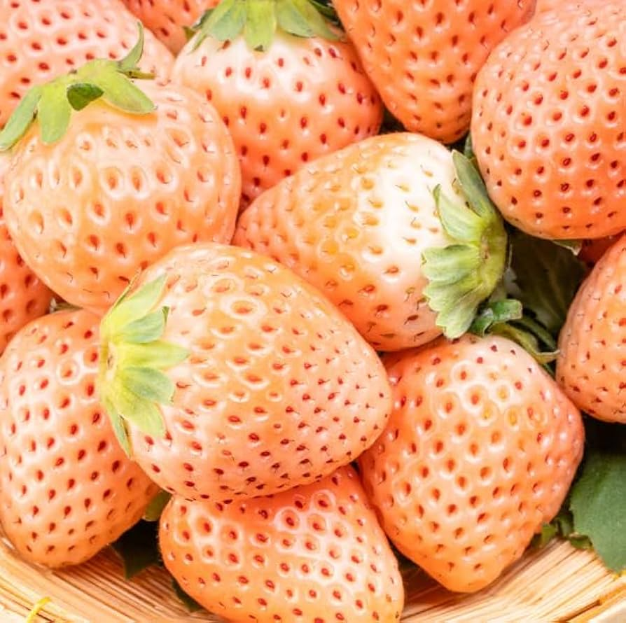 Bare Root Pineapple Strawberry Plants – Fragaria × ananassa, Unique White Strawberries, Edible Fruit, Ornamental Garden Plants