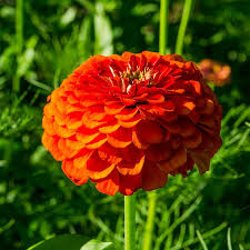 Orange King Zinnia Seeds - Burnt Orange Blooms, Tall Cut Flowers, Pollinator Attracting, Non-GMO, USDA Zones 1-10, Annual Flower Seeds