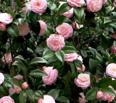 Pink Perfection Camellia Japonica Live Starter Plant - Pale Pink Double Blooms, Evergreen Shade Garden Shrub, Zones 7b-10