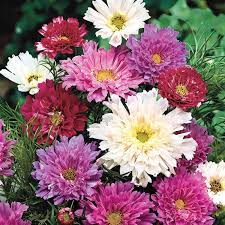 Double Click Mixed Cosmos Seeds – Pink, White & Rose Frilly Double Blooms, Cosmos bipinnatus, Garden & Cottage Planting