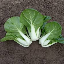 Dwarf Pak Choi Seeds - Baby Bok Choy for Planting, Brassica rapa, Fast-Growing, Nutritious Asian Greens, Home Garden, Organic