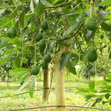 Avocado Hass Tree Starter Plant | Live Tropical Fruit Tree | Persea americana | 12"-24"