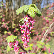 Red Flowering Currant Shrub Seeds, Ornamental Hedge, Hardy Spring Blooms, Ribes sanguineum, Garden Landscaping, Pollinator Attracting