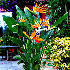 Orange Bird of Paradise Seeds – Tropical Crane Flower, 45 Seeds, Strelitzia reginae, 3-5 ft Tall, USDA Zones 9-11, Exotic Blooming Plant
