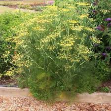 Dill Bouquet Seeds 1g Heirloom Fragrant Culinary Herb Anethum graveolens for Garden & Container Planting