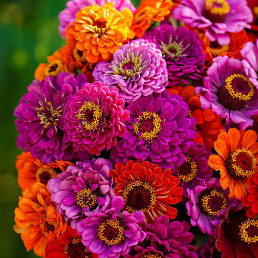 Zinnia Purple Dream Mix Seeds – Red Double Blooms, Attracts Butterflies & Hummingbirds, Non-GMO, Easy to Grow, Vibrant Garden Flowers