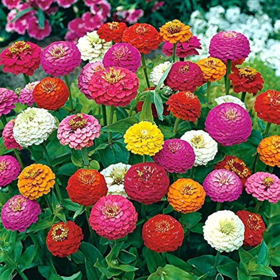 Zinnia Seeds Lilliput Mix Heirloom Non-GMO Pollinator-Friendly Compact Garden Flowers (Zinnia elegans)