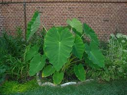 15 Colocasia Esculenta Bulbs - Elephant Ear Taro Gabi Kalo Eddo, Tropical Foliage, Ready to Grow, Landscaping Plants