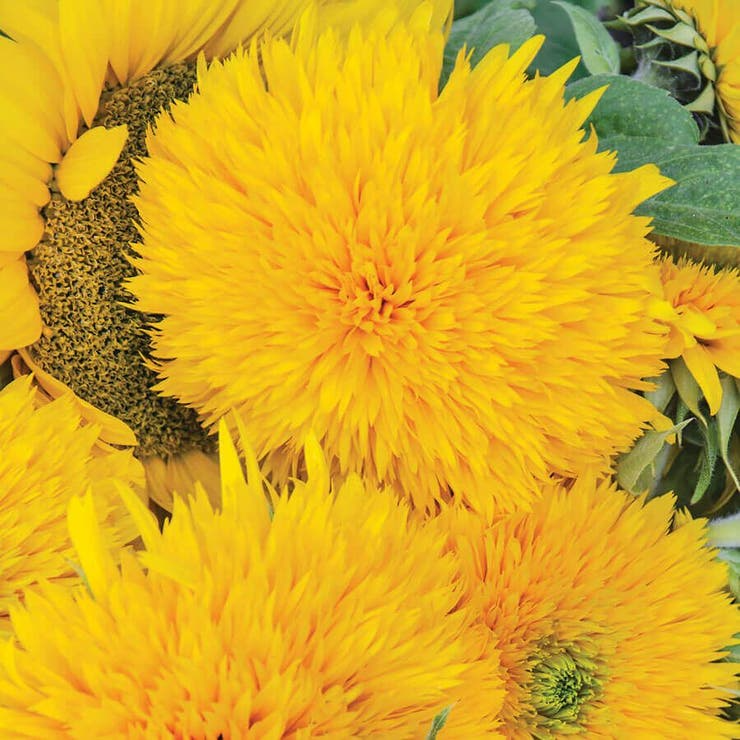 50pcs Rare Yellow Giant Teddy Bear Sunflower Seeds | Bright Double-Petaled Blooms | Tall, Easy to Grow Helianthus annuus