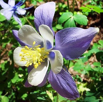 200 Seeds Columbine Purple Haze Mix Perennial Flowers Non-GMO Attracts Hummingbirds & Butterflies Aquilegia vulgaris