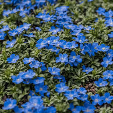 Blue Creeping Thyme Seeds - Non-GMO Fragrant Ground Cover for Rock Gardens, Drought-Tolerant, Easy-Grow, Thymus serpyllum, 250 Seeds
