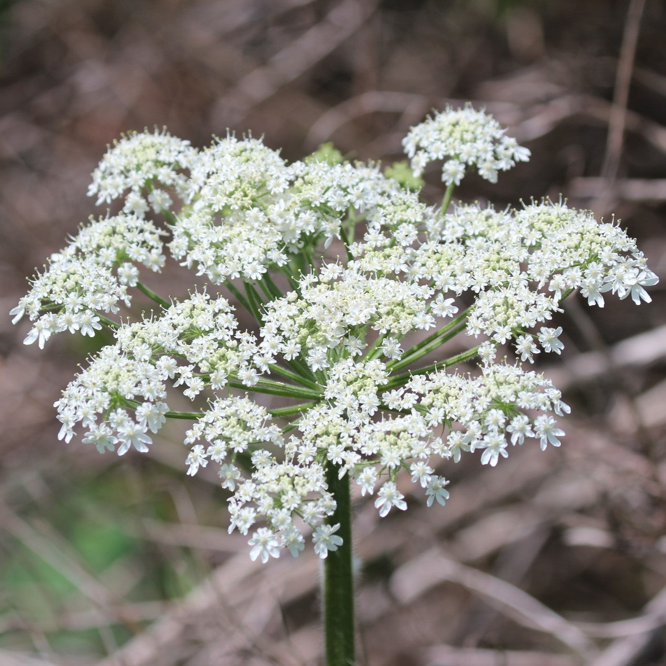 Heracleum Maximum Seeds | Cow Parsnip Wildflower for Pollinators | Native Perennial Flower Seeds