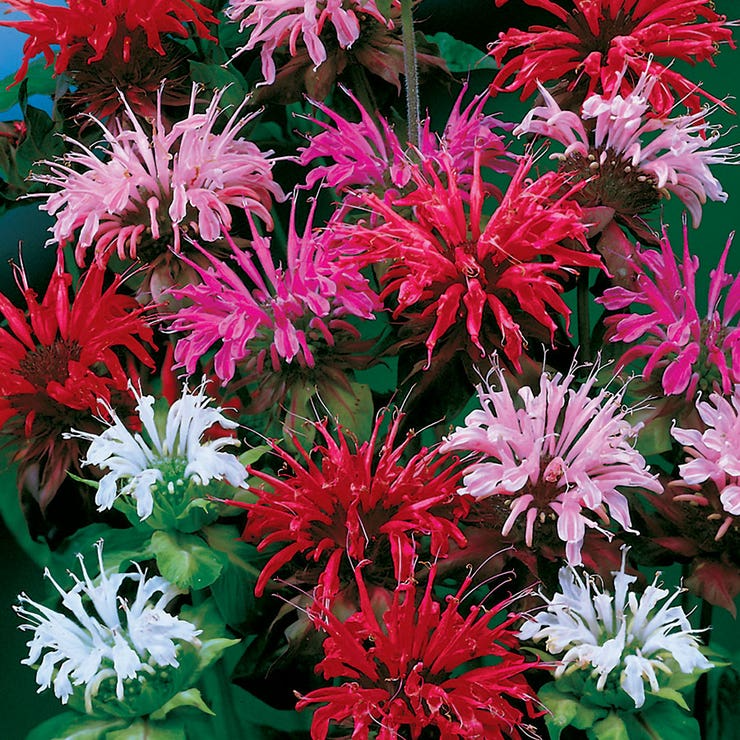 90 Seeds Bee Balm Monarda Didyma Mixed Colors Perennial Pollinator Plant, Hummingbird & Butterfly Attracting Flowers